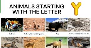 🙂 our bubble letters are consistently popular year round, and so many of you use them for so many things: Animals That Start With Y Cool Names Of 17 Animals Starting With Y 7esl