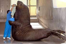 Check spelling or type a new query. 5 Fakta Gajah Laut Mamalia Laut Unik Yang Punya Belalai