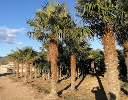 Die chinesische hanfpalme gehört zu den beliebtesten palmenarten und ist deshalb nahezu überall anzutreffen. Zitronenlust Onlineshop Fur Mediterrane Pflanzen Und Baume Trachycarpus Fortunei 250cm Gesamthohe Stammhohe 110cm