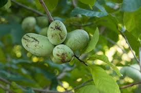 Sprinkle it in a circle a few inches out from the base of plants. Pawpaw Aka Asimina Triloba An Exotic Native Fruit Backyard Forager