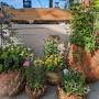 Profile Picture of Container Gardens for Pollinators: Caitlin's Pickson Google