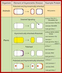 We did not find results for: Plant Cell Division