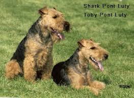 Image result for velšteriér