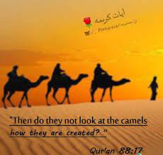 Camel quotations to inspire your inner self: Pin By Ù…Ø­ØªØ±Ù…Û On Ø¢ÛŒØ§Øª Ú©Ø±ÛŒÙ…Û Quran Verses Quran Verses Verses Words
