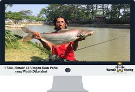 Garam dapur 1 ½ sdt. Yuk Simak 18 Umpan Ikan Patin Yang Wajib Diketahui