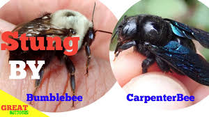 If a beekeeper or enthusiast doesn't set up a beehive for them, they'll settle for a cave, the space in your. Stung By Bumble Bee And Carpenter Bee Youtube