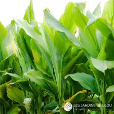 Image result for Curcuma longa