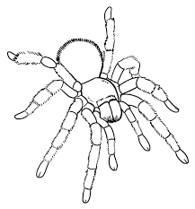 100% free coloring page of a tarantula. Animal Facts Coloring Sheets Long Island Children S Museum