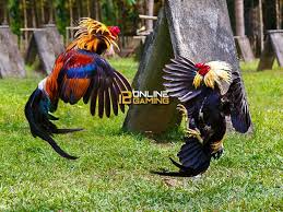 Pin Di Sabung Ayam 12onlinegaming