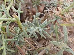 Image result for Nolletia zambesica