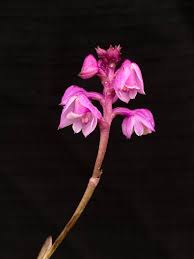 Image result for Polystachya anastacialynae