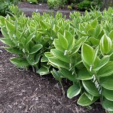 Image result for Combretum falcatum