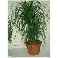 Alexandra jones is an avid urban grower and master gardener writing about houseplants, gardening, and sustainability from her home in. Costa Nursery Plants Ponytail Palm Pt11 Loose Rona