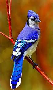 Types Of Birds And Their Meanings The Blue Jay Common Name Bluejay Scientific Name Cyanocittacristata Type Birds Diet Omnivores Group Name F Oiseaux Colores Beaux Oiseaux Oiseaux Exotiques