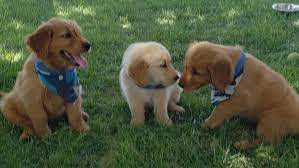 The golden retriever is one of the most popular breeds of dogs. Golden Retriever Puppies Of West Texas Home Facebook