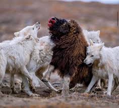 Apparently, this is just how wolves are. The Arctic Wolves Owlcation