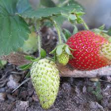 Supermarket berries tend to be tart with a grainy texture because the natural sugar in berries begins turning to starch as soon as they are picked. Easy Tips To Safely Transplant Strawberries Dengarden