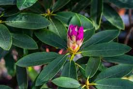 Korean spice features pink buds that open in a bunch of white flowers. Shrubs And Bushes Identification Gardenerdy