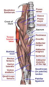 Medial muscles adduct and rotate your thigh, and posterior flex your leg and extend your thigh. Tensor Fasciae Latae Muscle Wikipedia