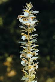 Image result for Acanthopale confertiflora