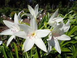 Image result for Crinum rautanenianum
