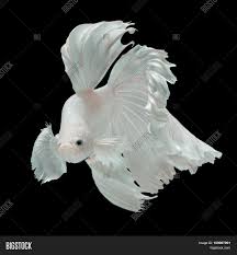 I'm not sure if its a good thing or bad. Betta Fish Siamese Image Photo Free Trial Bigstock