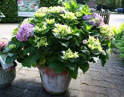 Violett Bluhende Hortensie Robuste Mehrjahrige Pflanze Fur Garten Und Terrasse Gesehen Bei Blumen Kaiser Hamburg Ne Mehrjahrige Pflanzen Pflanzen Hortensien
