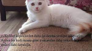 kediler hakkinda 10 ilginc bilgi kedi gercekler youtube