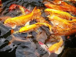 The best way to dispose of a dead fish is by burying them in the ground or soil. Carp Water Shoal Koi Fish Shoal Of Fish Koi Fish Pond Koi Carp Nature Pxfuel