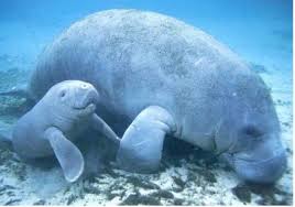 The oldest captive manatee celebrated his 65th birthday on sunday in florida. Manatee Manatee Cute Animals Cute Baby Animals