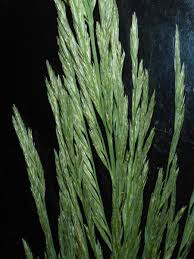 Image result for Leptochloa fusca