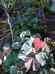 Image result for Hibiscus tiliaceus