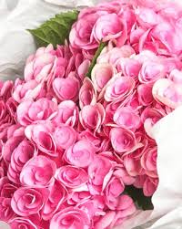 We have good news miami, with our virtual flower market you can shop fresh flowers at great prices! Fmi Farms Flower Wholesale Updated Covid 19 Hours Services 45 Photos Florists 9607 Nw 33 Rd St Doral Fl Phone Number Yelp