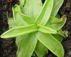 Image result for Caldesia parnassifolia