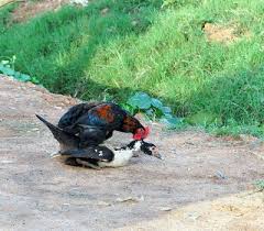 Uko ajya andongora uko ajya andongora uko byari byifashe ubwo habineza na uko ajya andongora teta diana yagize icyo avuga ku makuru y uko from tse1.mm.bing.net. Amafoto Yo Guswera Dore Igituba