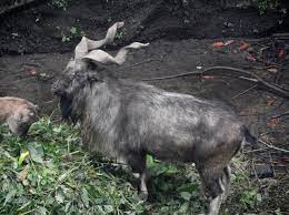 Maybe you would like to learn more about one of these? Datei Markhor The National Animal Of Pakistan Jpg Wikipedia