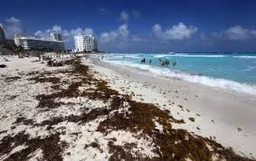 La distribución de sargazo en cancún es mixta, y la mayoría de las playas monitoreadas tienen sargazo en cantidad moderada. El Sargazo Incrementa Y Amenaza A Quintana Roo El Informador