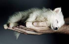 Rare Albino Wolf Pup Sleeping Wolf Cute Animals Animals Beautiful