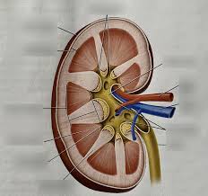 This is an article exploring the anatomy of the frontal section of the kidney and some clinical entities. Right Kidney Frontal Section Diagram Quizlet