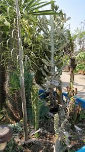 Rainbow gardens nursery, vista, open 9am to 3pm by appointment only. Anyone Into Succulents Page 2 Tropical Looking Plants Other Than Palms Palmtalk