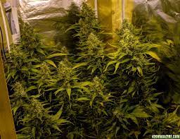 Best hps grow lights reviews 2019. Help With 400watt Hps And Room Size Please 420 Magazine