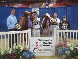 New York Spring Red & White Holstein Show 2014