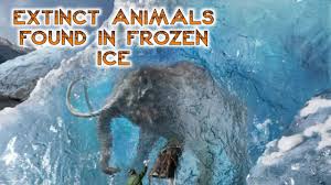 Scientists have located a frozen zoo of prehistoric creatures under the siberian permafrost which they intend to retrieve for a cloning experiment. Animals Found Frozen In Ice Extinct Animals In Ice Animals Found In Frozen Ice Worlds Mystery Youtube