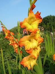 How To Grow Gladiolus Growing And Caring For Gladiolus Growing Bulbs Gladiolus Plants