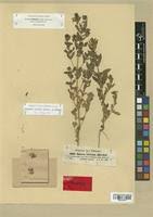 Image result for Stemodia serrata