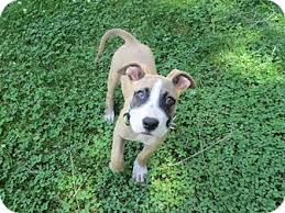 Boxer puppies usually available year round. Old Bridge Nj Boxer Meet Bullet A Pet For Adoption