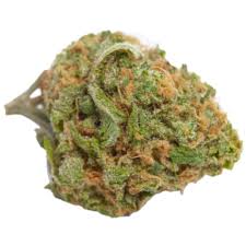 Santa Maria Cannabis Seeds