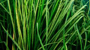 Image result for Zosteraceae