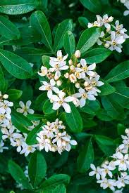 Discover the best small flowering shrubs for your home with our guide. Rhs Gardening Grow A Flowering Hedge Rhs Gardening