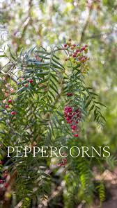 Image result for Schinus